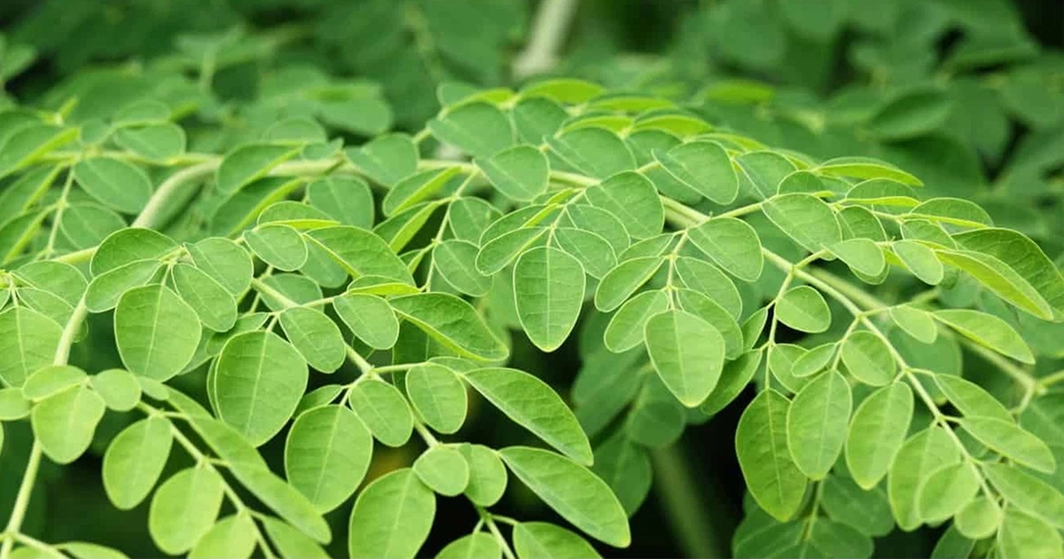 گیاه مورینگا